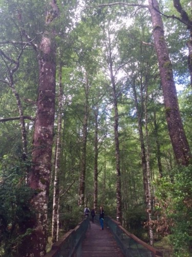 Elevated board walks through the preserve.