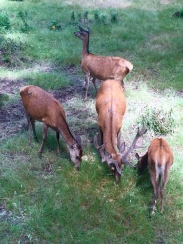 South American "Red Deer" in the Huilo-Huilo Preserve