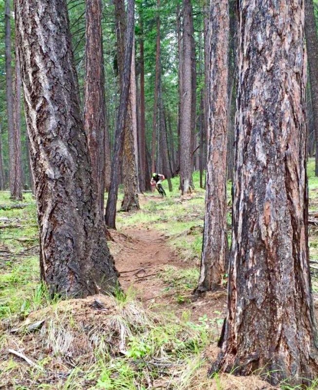 Marc-Andre Daigle hitting the trees in Stage 4. Photo courtesy of Singletrack 6